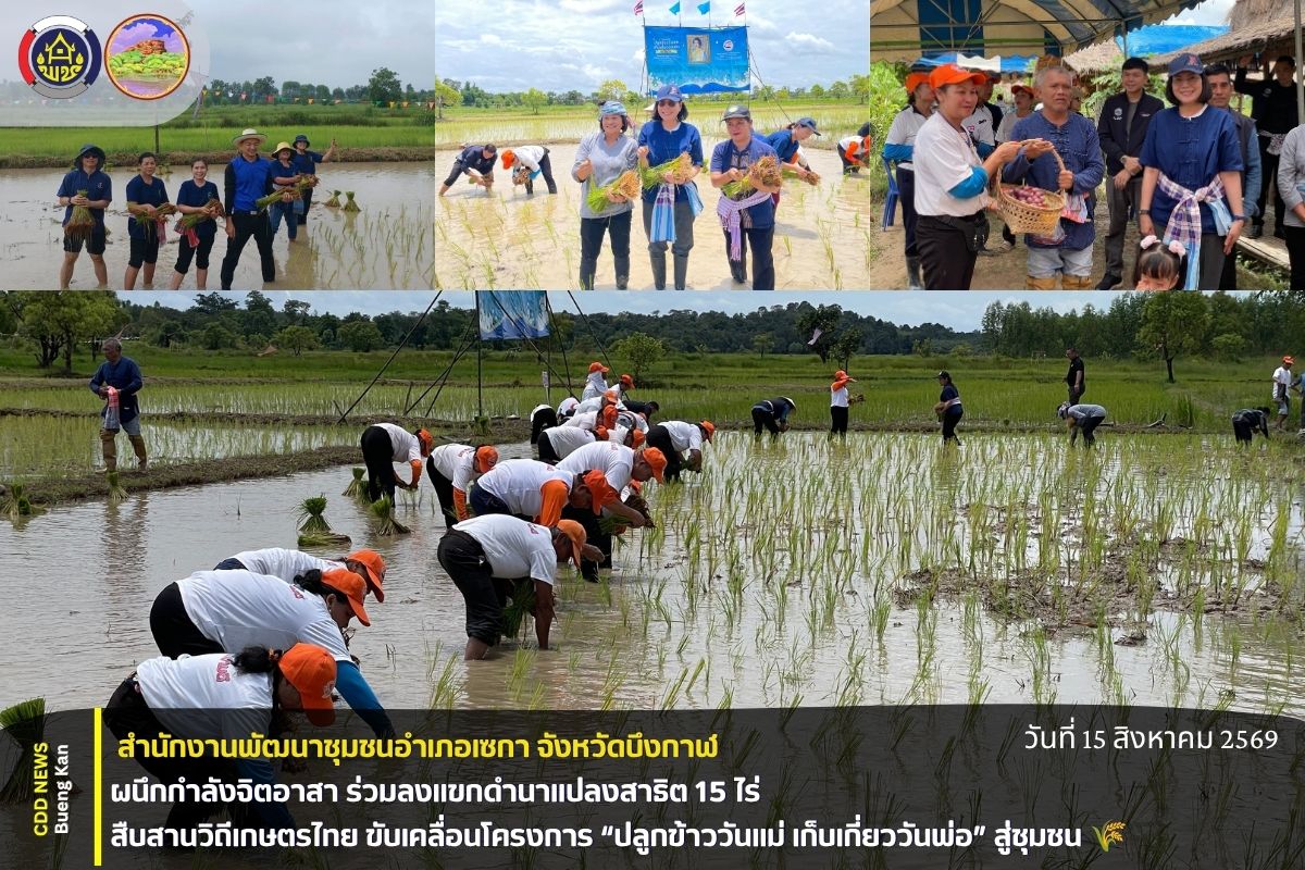 🌾 สพอ.เซกา : ผนึกกำลังจิตอาสา ร่วมลงแขกดำนาแปลงสาธิต 15 ไร่ สืบสานวิถีเกษตรไทย ขับเคลื่อนโครงการ “ปลูกข้าววันแม่ เก็บเกี่ยววันพ่อ” สู่ชุมชน 🌾
